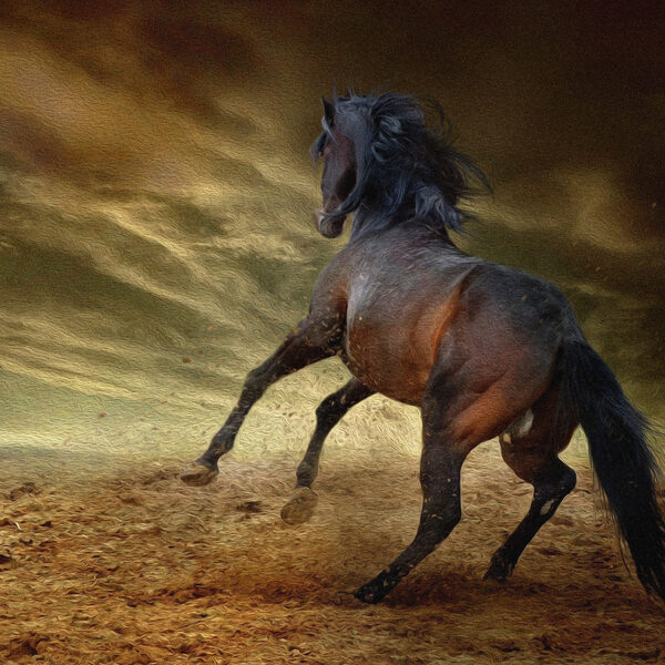 Track Cover